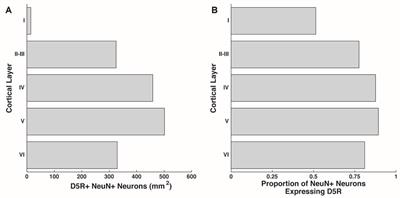 Differential Expression of Dopamine D5 Receptors across Neuronal Subtypes in Macaque Frontal Eye Field